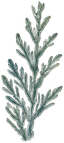 Meadowsweet Pottery logo